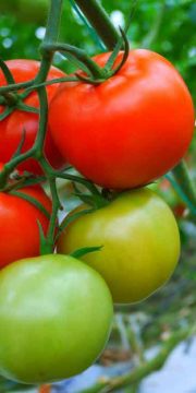 Wefarm crops:tomatoes, watermelons, giner