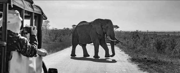 Ecological Safaris and Travel Ecological Safaris and Travel