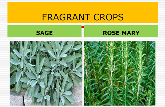 AGT ERIESTERO INVESTMENTS LTD.(EEE) fragrant crops Sage and Rosemary