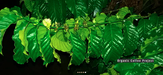 Organic-Coffee-Project Organic-Coffee-Project