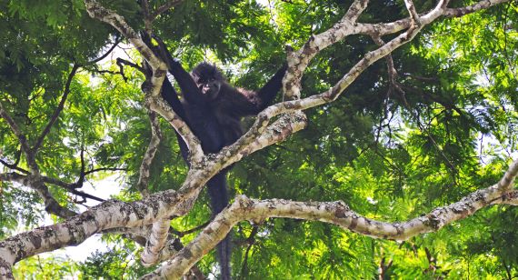 Wildlife at Bugoma Jungle Lodge