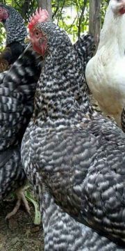We Farm Chicken and Livestock