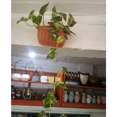 Pothos/Money Plant/Devil's Ivy - Maua and More