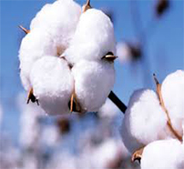 Commercial Cotton Farming  - ArewaCotton 
