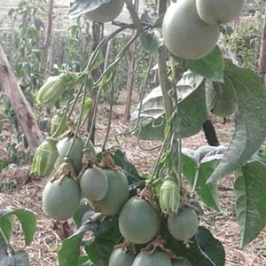 UPF Nnalongo (Passion Fruits Type) - Master Garden Varieties - Master Garden Varieties 