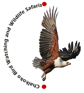 Chalkoko Birding and Wildlife Safaris.