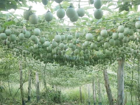 UPF Nnalongo (Passion Fruits Type) - Master Garden Varieties UPF Nnalongo (Passion Fruits Type) - Master Garden Varieties