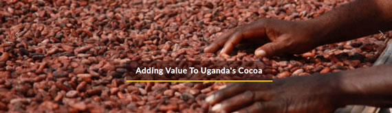 Adding-Value-To-Ugandas-Cocoa