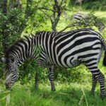 Wildlife 