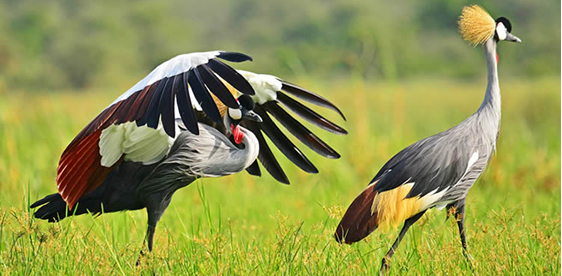 Crested Cranes