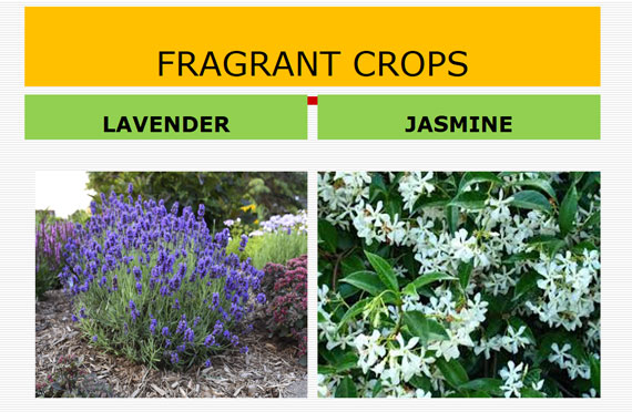 AGT ERIESTERO INVESTMENTS LTD.(EEE) fragrant crops Lavender and jasmine