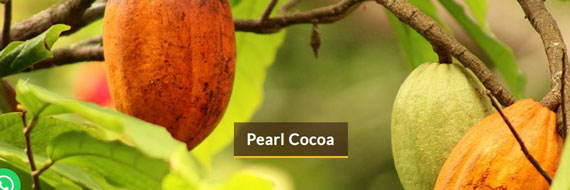 Pearl-Cocoa