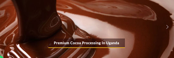 Premium-Cocoa-Processing-Uganda