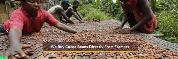 We-Buy-Cocoa-From-Ugandan-Farmers