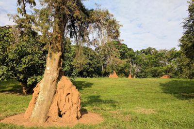 Entebbe Botanical Gardens