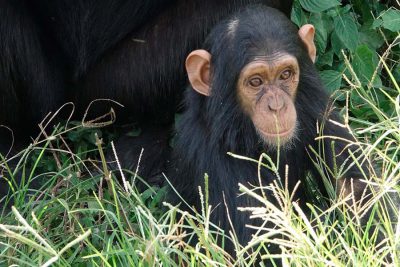 Chimpanzee Sanctuary/ Ngamba Island