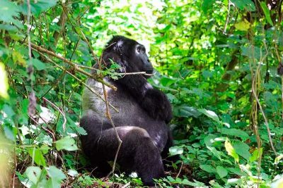 Gorilla Safari with Primate World
