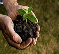 fertilizers